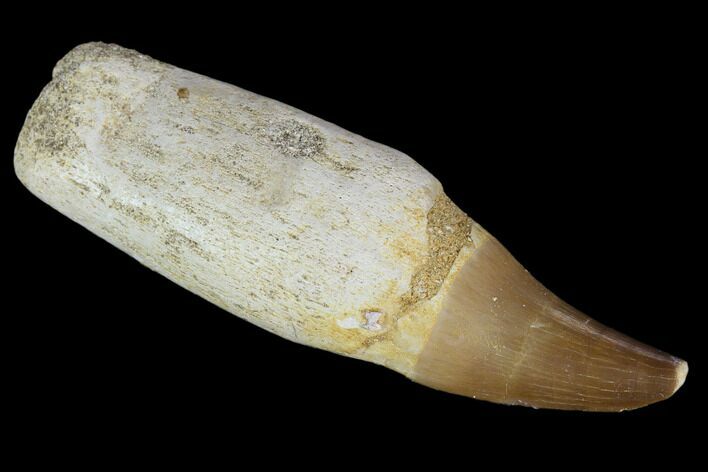 Fossil Rooted Mosasaur (Prognathodon) Tooth - Morocco #116954